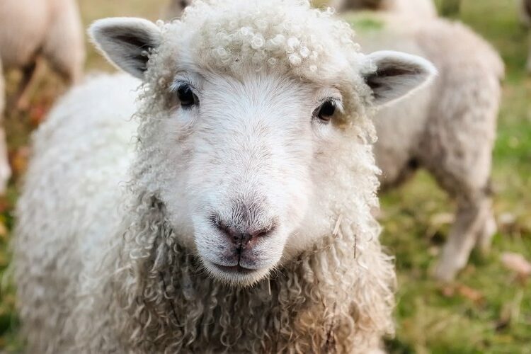 Cannabis - Les moutons étaient affamés