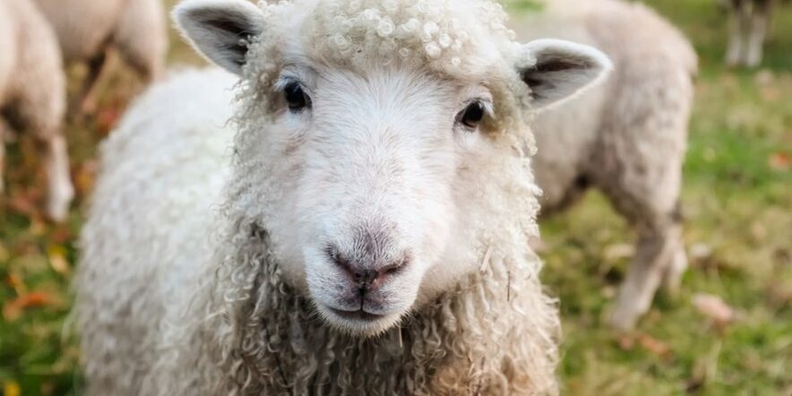 Cannabis - Les moutons étaient affamés