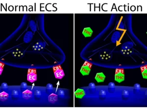 système endocannabinoïde-ECS Balance Control