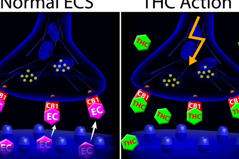 système endocannabinoïde-ECS Balance Control