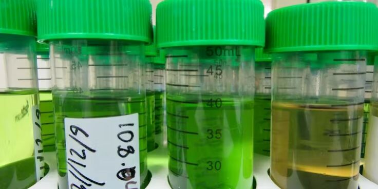 cannabis et métaux lourds