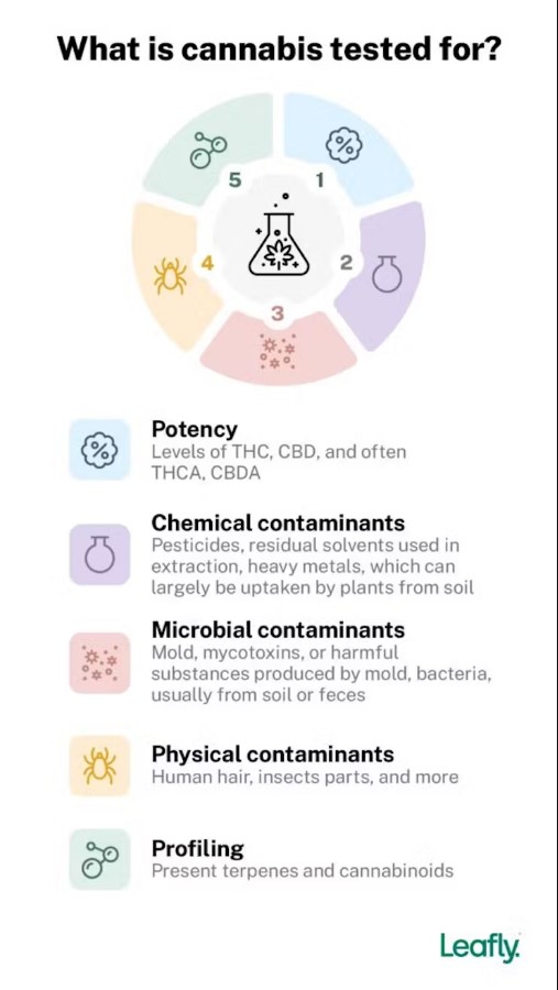 Test De Dépistage De Drogues Avec License Santé Canada Et Certifié FDA