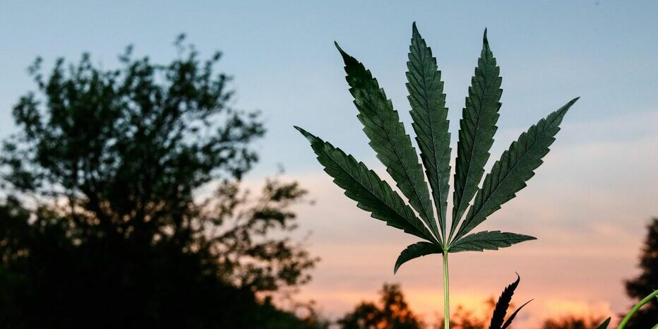 CANNABIS THERAPEUTIQUE CREUSE