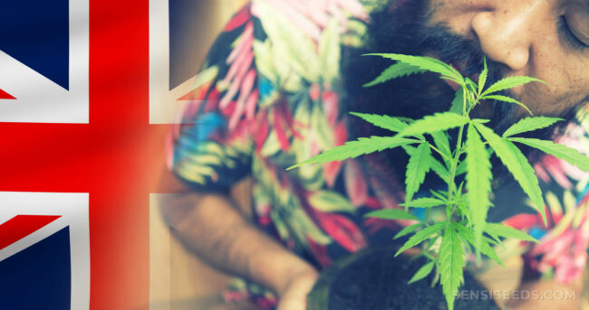 Cannabis Médical - Royaume-Uni