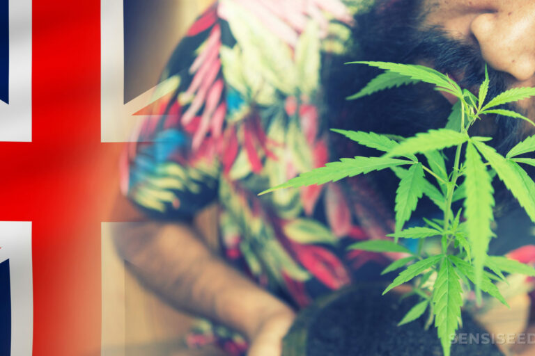 Cannabis Médical - Royaume-Uni