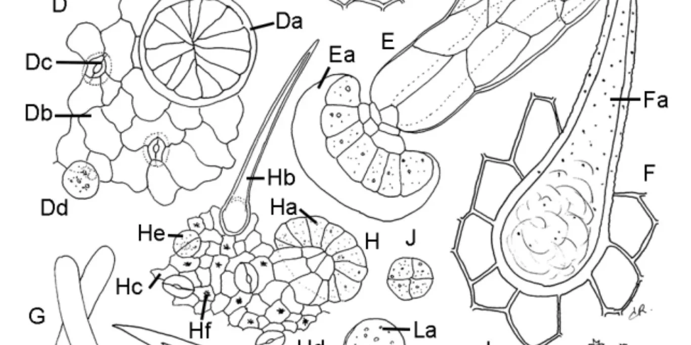 Une monographie sur la fleur de Cannabis publiée dans la pharmacopée européenne