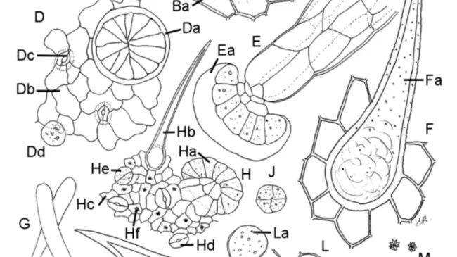 Une monographie sur la fleur de Cannabis publiée dans la pharmacopée européenne