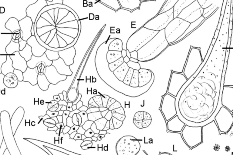 Une monographie sur la fleur de Cannabis publiée dans la pharmacopée européenne