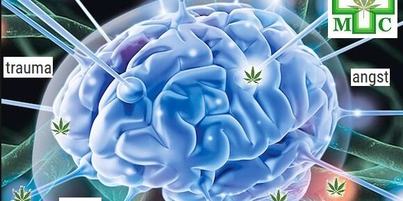 Cannabis et maladies mentales Cannabis et maladies mentales