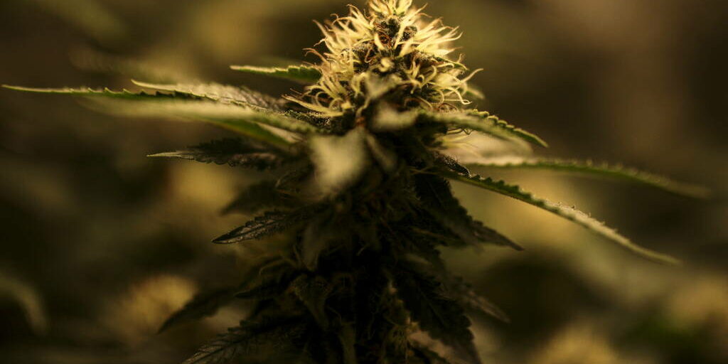 Cannabis médical : la France va-t-elle légaliser l’inaccessible ?