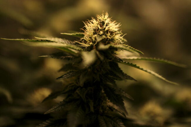 Cannabis médical : la France va-t-elle légaliser l’inaccessible ?