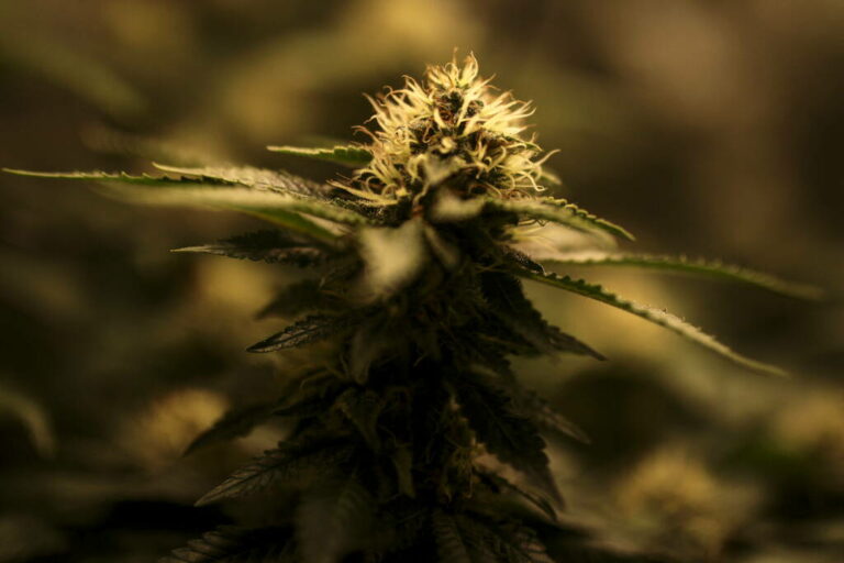 Cannabis médical : la France va-t-elle légaliser l’inaccessible ?