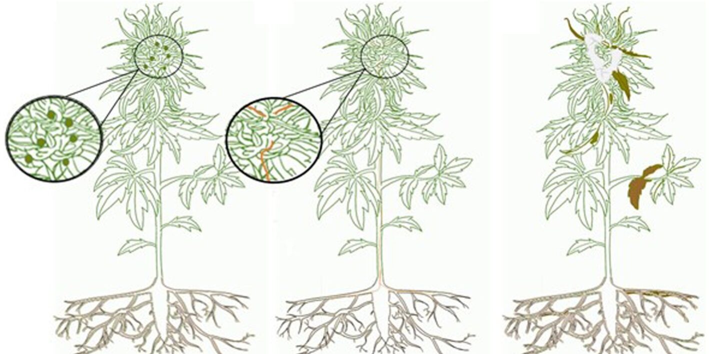 Cannabis - risque d'infections fongiques méconnues lié à la consommation