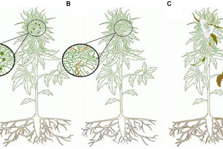 Cannabis - risque d'infections fongiques méconnues lié à la consommation