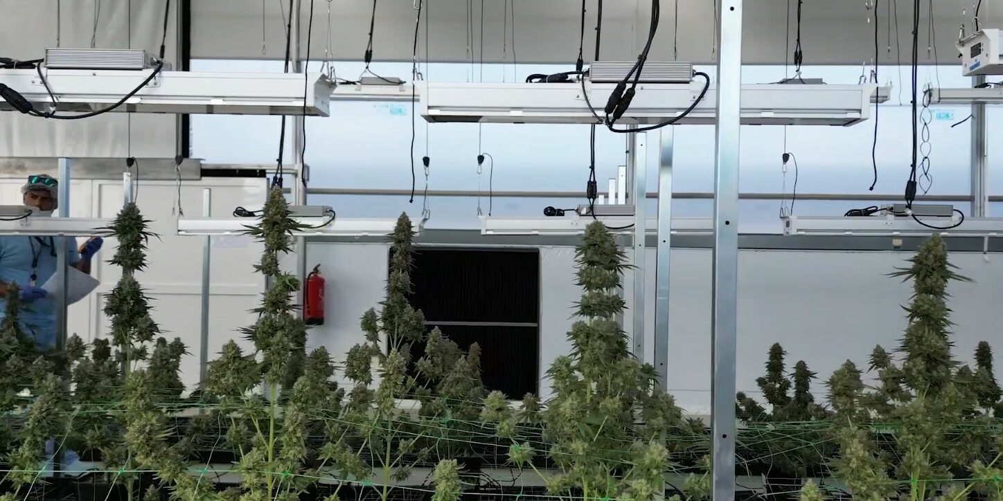 Du cannabis dans le traitement des patients atteints de cancer en soins palliatifs