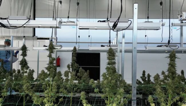 Du cannabis dans le traitement des patients atteints de cancer en soins palliatifs