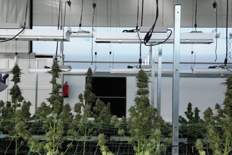 Du cannabis dans le traitement des patients atteints de cancer en soins palliatifs