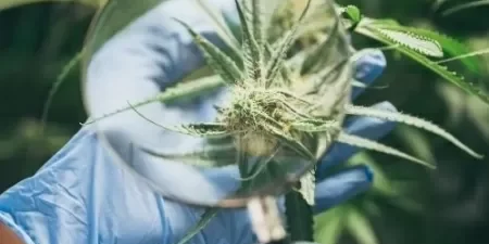 Le cannabis, un allié surprenant dans la lutte contre le moustique de la dengue
