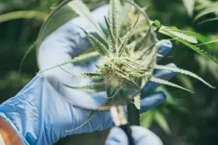 Le cannabis, un allié surprenant dans la lutte contre le moustique de la dengue