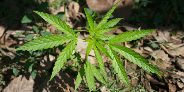 Sol vivant - cannabis.