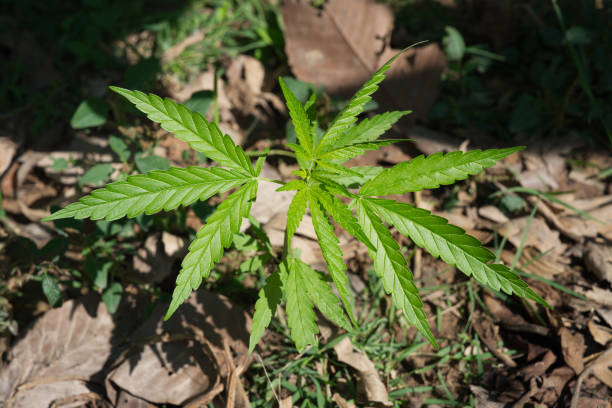 Sol vivant - cannabis.