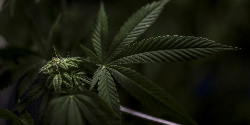 Cannabis thérapeutique