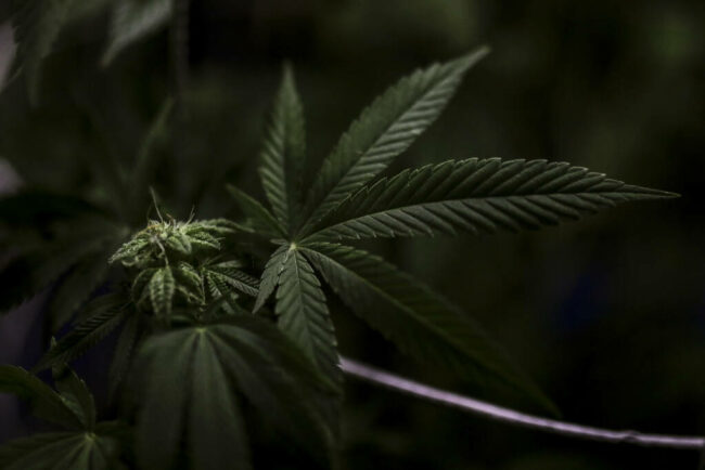 Cannabis thérapeutique