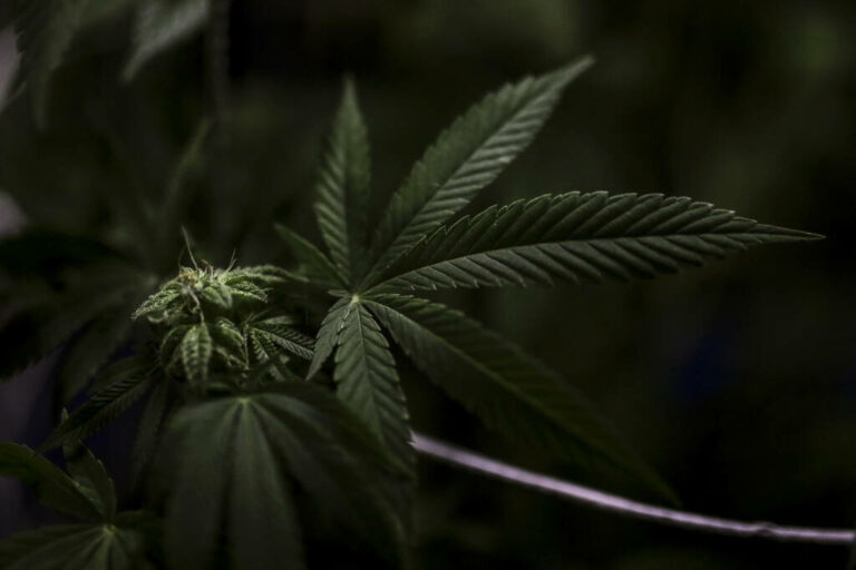 Cannabis thérapeutique