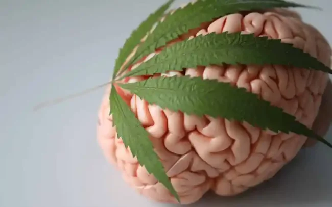 cannabis, le taux de THC n'est pas le facteur déterminant de la puissance