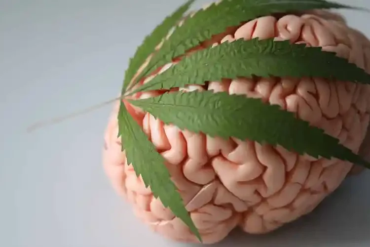 cannabis, le taux de THC n'est pas le facteur déterminant de la puissance