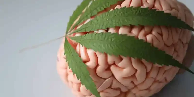 cannabis, le taux de THC n'est pas le facteur déterminant de la puissance