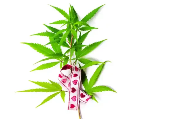 Octobre rose - cannabis
