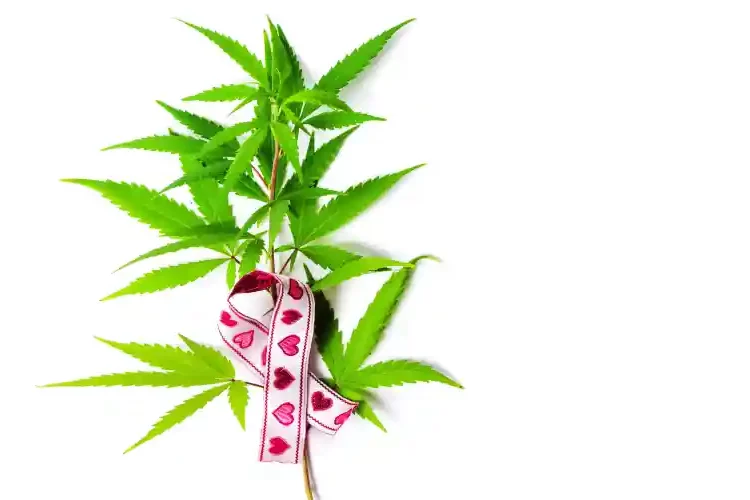 Octobre rose - cannabis