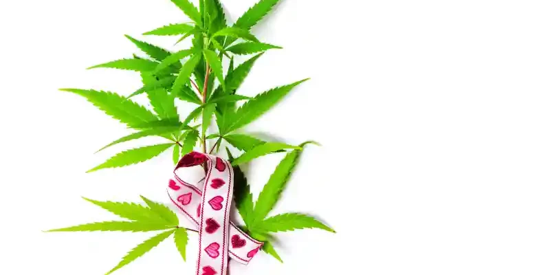 Octobre rose - cannabis