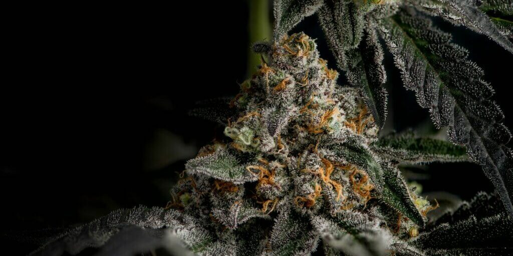 cannabis, qualité distinguer