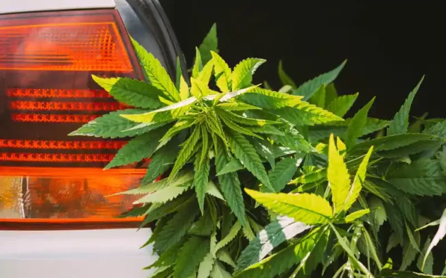 cannabis au volant