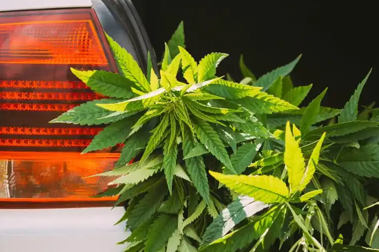 cannabis au volant