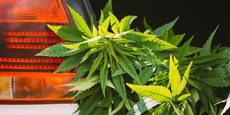 cannabis au volant