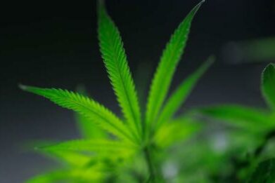 le cannabis, une plante incontournable des pharmacopées anciennes