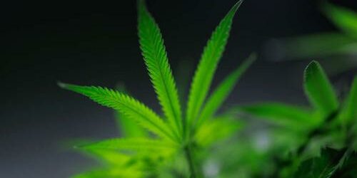 le cannabis, une plante incontournable des pharmacopées anciennes