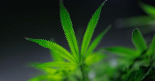 le cannabis, une plante incontournable des pharmacopées anciennes