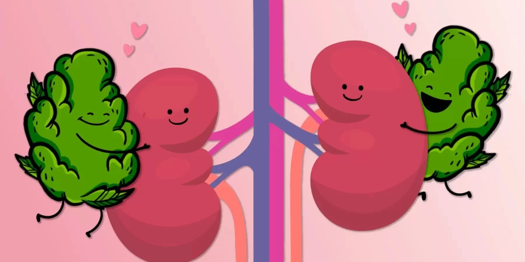 l'influence du cannabis sur les calculs rénaux