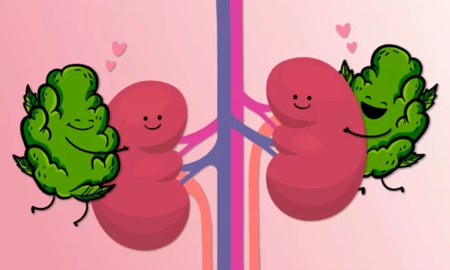 l'influence du cannabis sur les calculs rénaux