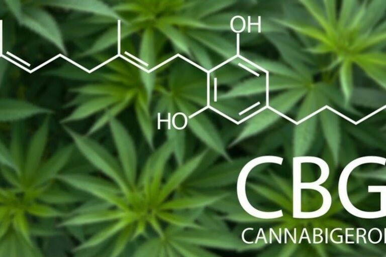 quelle est la différence entre le CBG et le CBGa