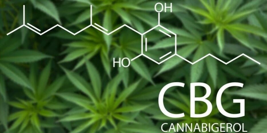 quelle est la différence entre le CBG et le CBGa quelle est la différence entre le CBG et le CBGa