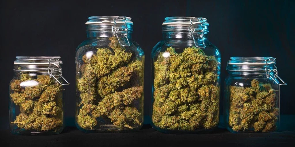 cannabis - séchage - curing