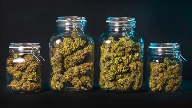 cannabis - séchage - curing