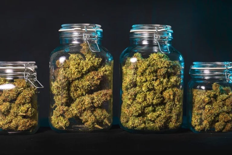 cannabis - séchage - curing