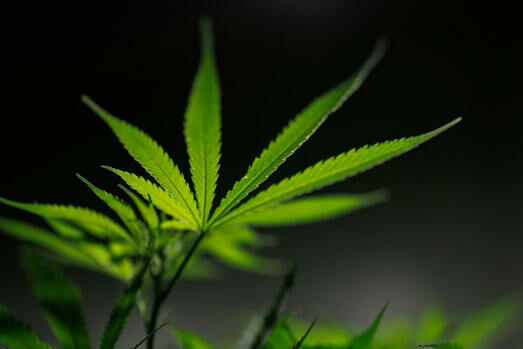 Allemagne - « Une quantité importante de cannabis médical sera détruite »