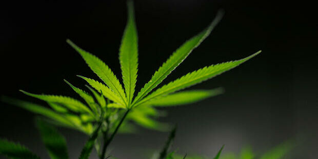 Allemagne - « Une quantité importante de cannabis médical sera détruite »